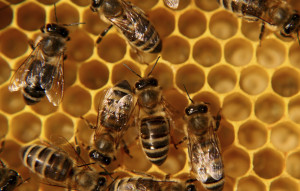 Honigbienen als Vorbild für die nachhaltige Gestaltung von Wertschöpfungsketten
